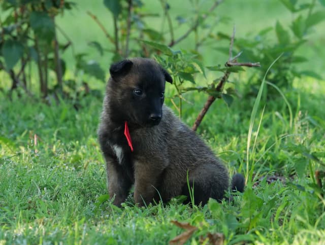 Belgian Malinois Puppies media 10