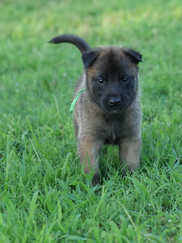 Belgian Malinois Puppies media 12