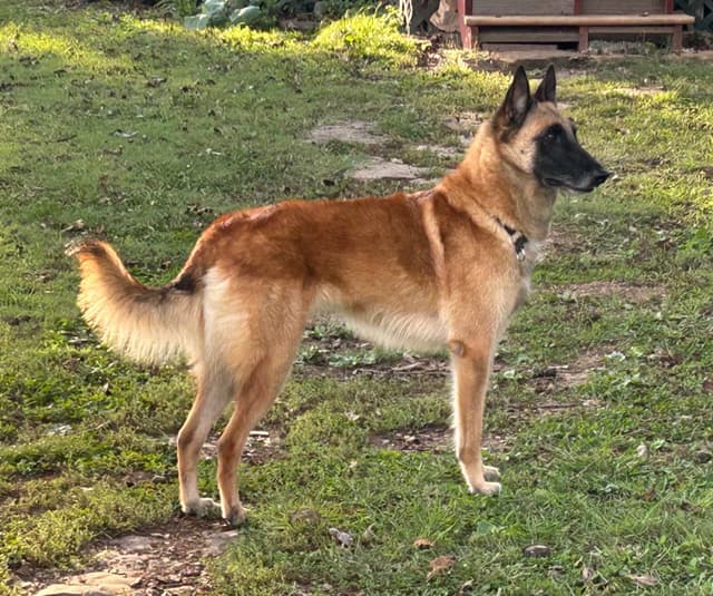 Belgian Malinois Puppies media 4