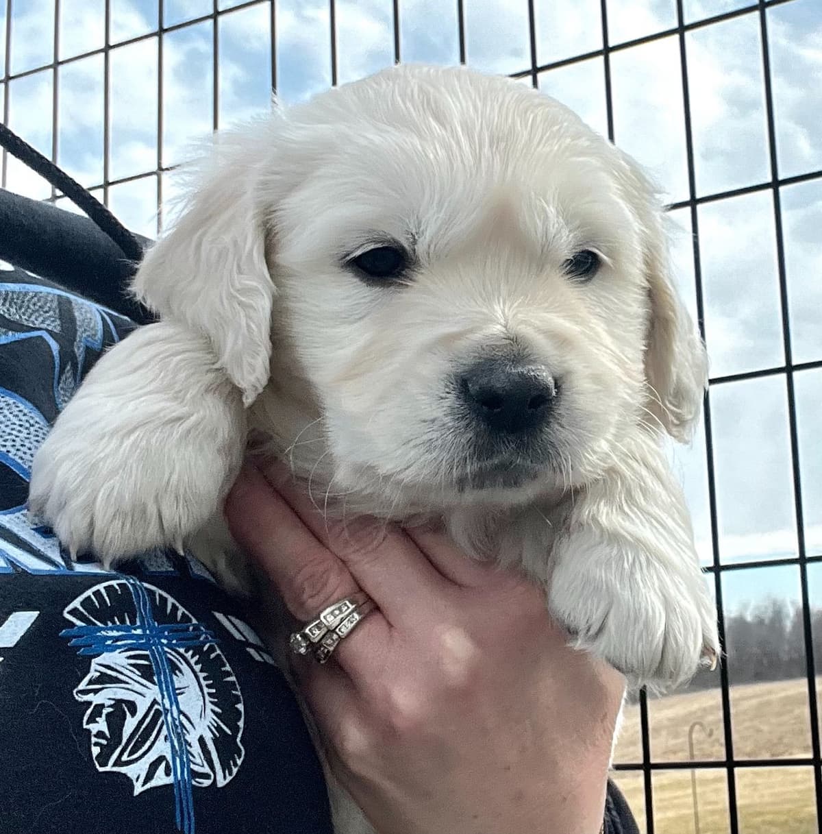 English Cream Golden Retriever Puppies breeder image 1