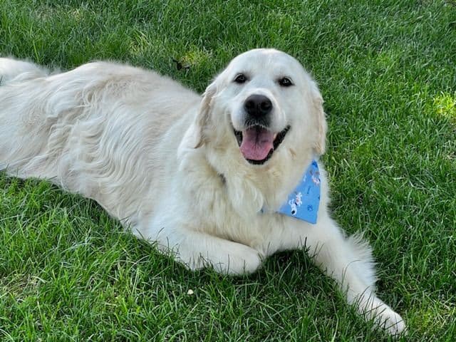 English Cream Golden Retriever Puppies breeder image 2