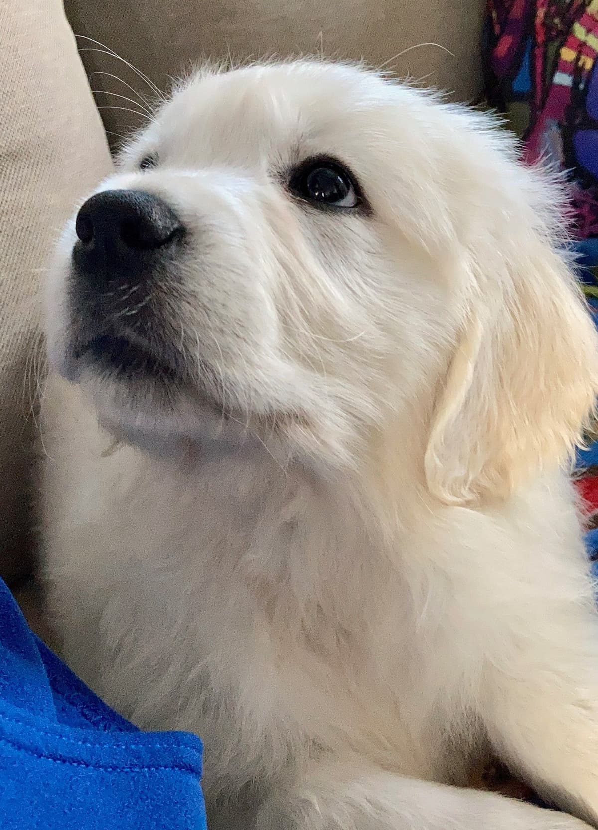 English Cream Golden Retriever Puppies breeder image 3
