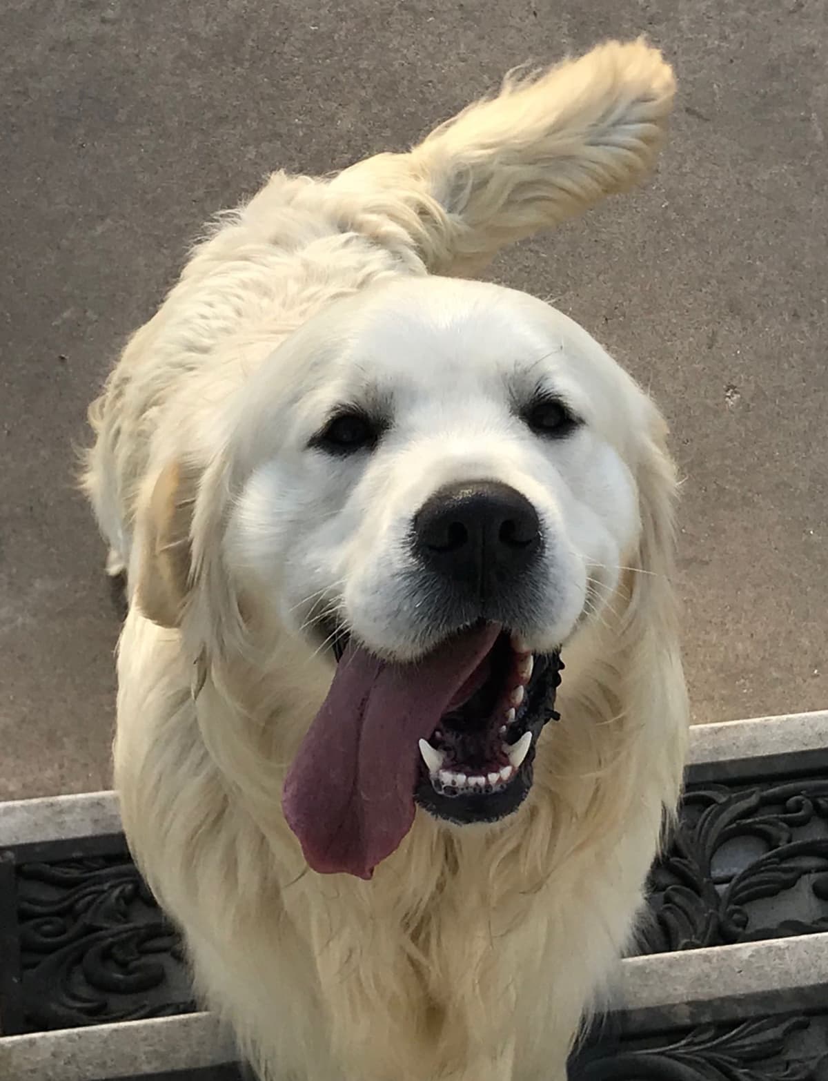 English Cream Golden Retriever Puppies breeder image 4