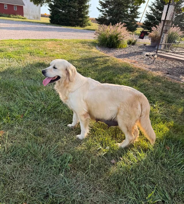 English Cream Golden Retriever Puppies media 2