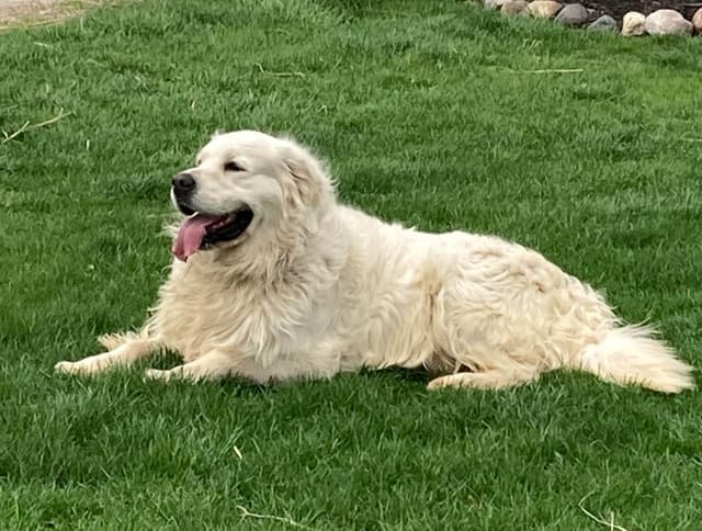 English Cream Golden Retriever Puppies media 4