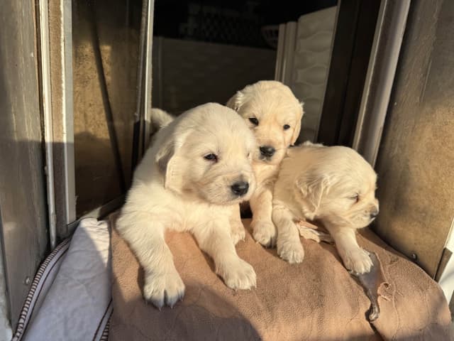English Cream Golden Retriever Puppies media 5