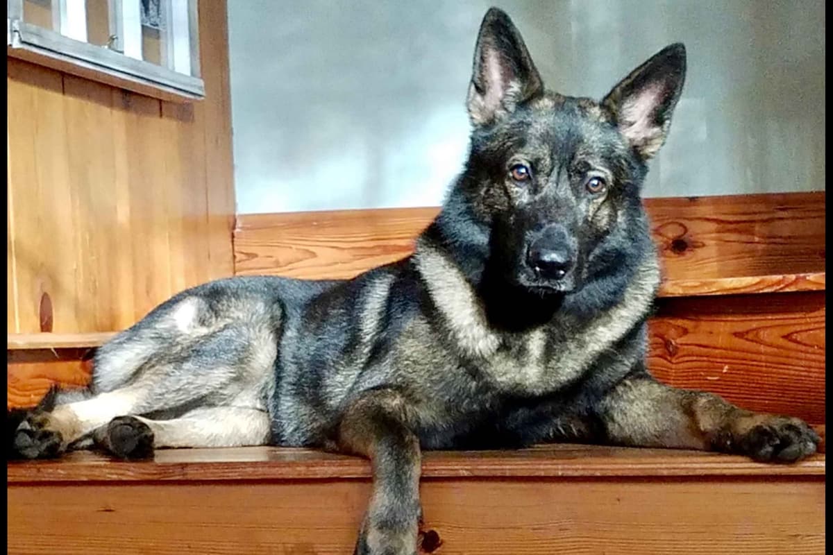 German Shepherd Dog Puppies breeder image 3