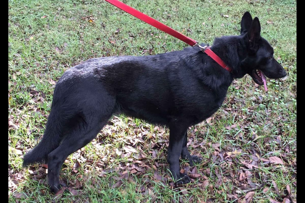 German Shepherd Dog Puppies breeder image 5