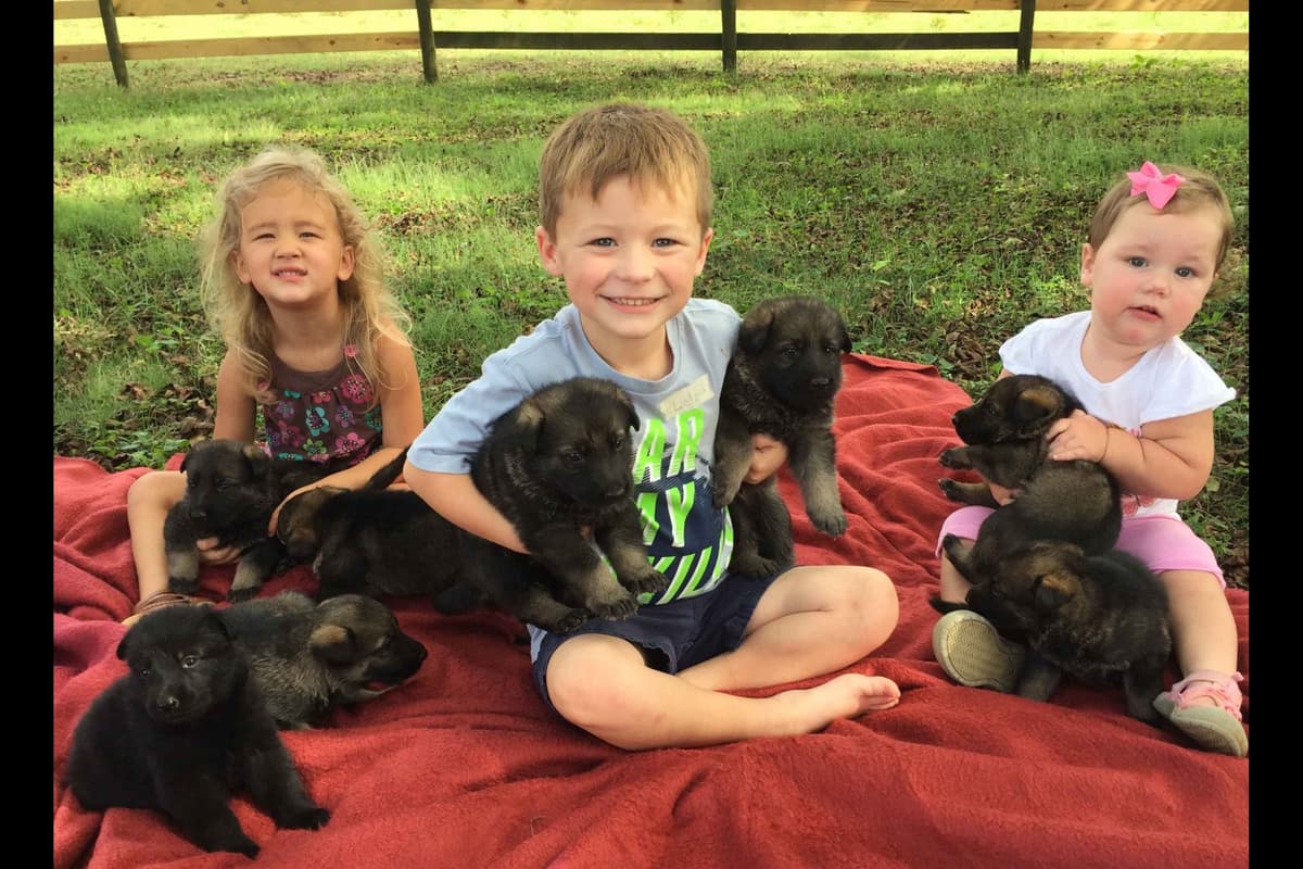 German Shepherd Dog Puppies breeder image 1