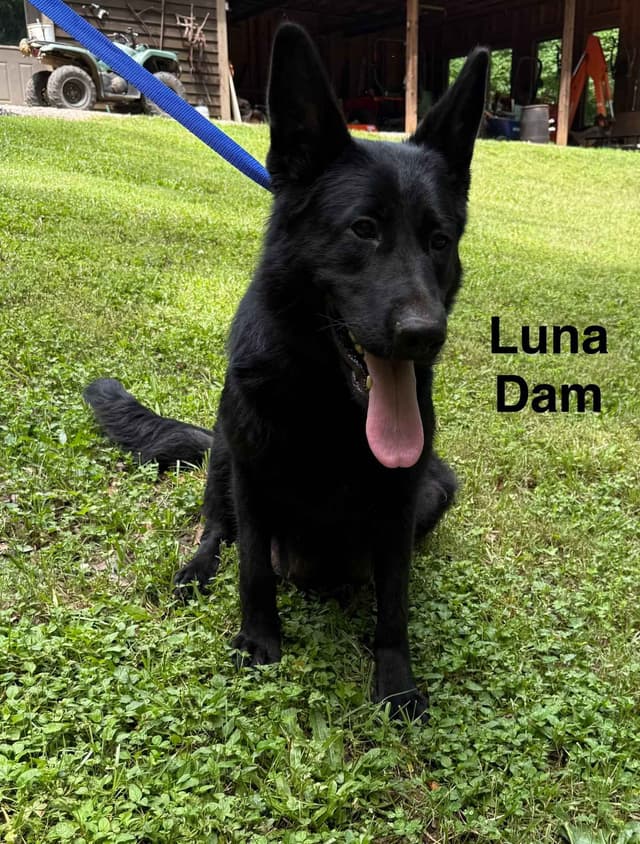 German Shepherd Dog Puppies media 9