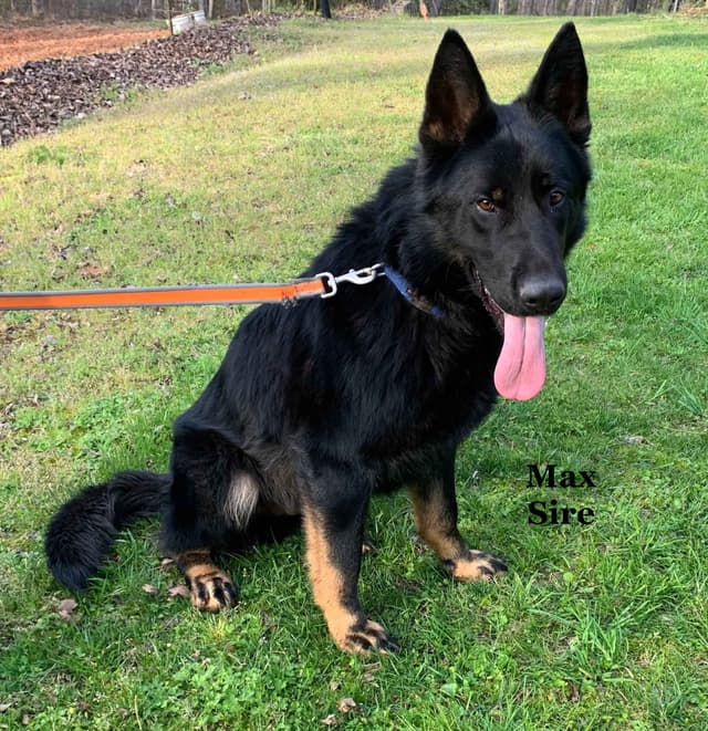 German Shepherd Dog Puppies media 10