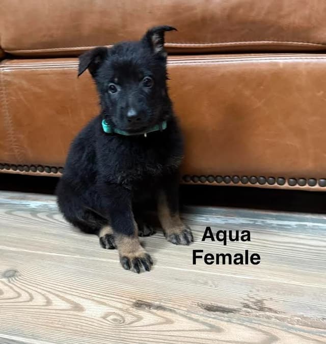 German Shepherd Dog Puppies media 2