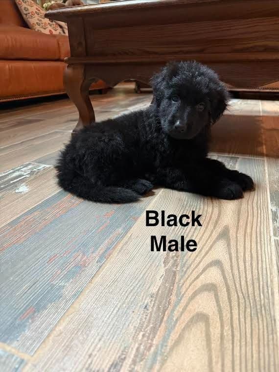 German Shepherd Dog Puppies media 3