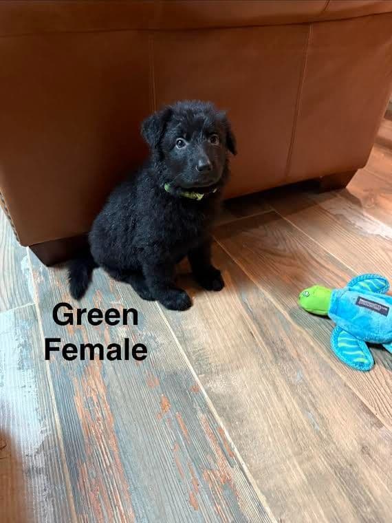 German Shepherd Dog Puppies media 4