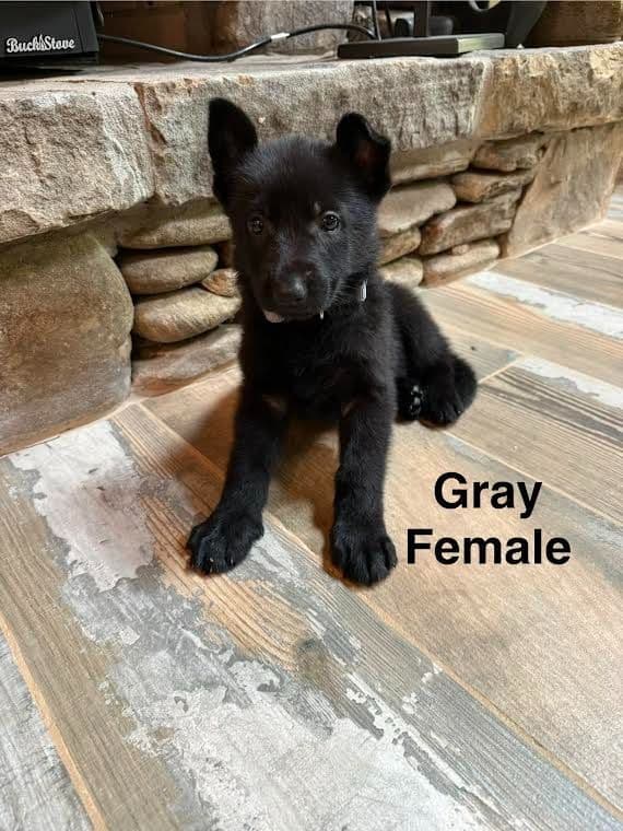 German Shepherd Dog Puppies media 5