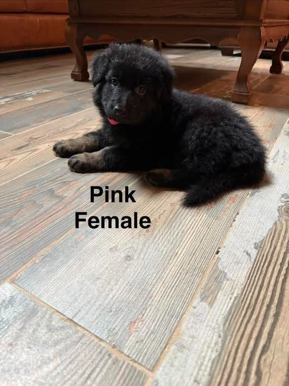German Shepherd Dog Puppies media 6