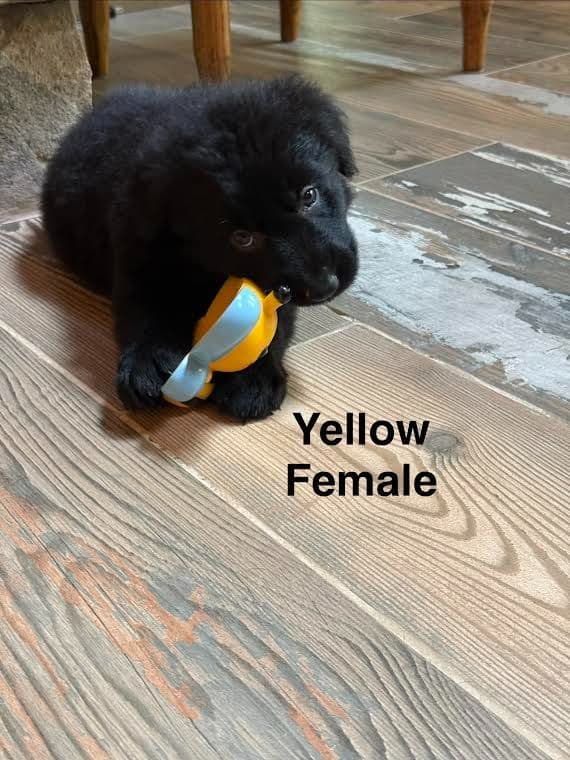 German Shepherd Dog Puppies media 8