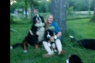Bernese Mountain Dog Puppies breeder image 4