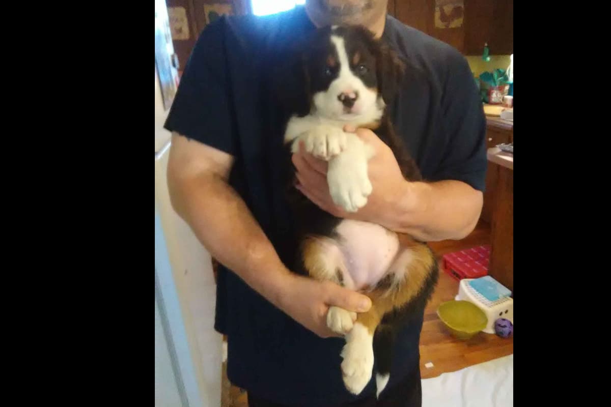 Bernese Mountain Dog Puppies breeder image 6