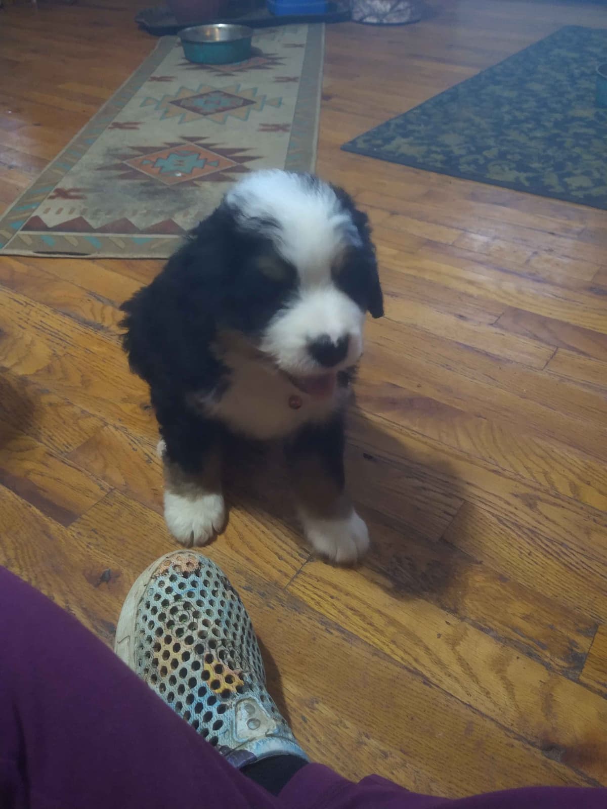 Bernese Mountain Dog Puppies breeder image 9