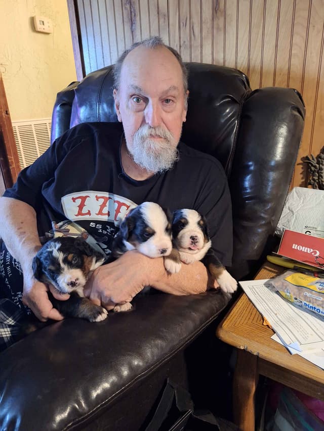Bernese Mountain Dog Puppies media 3