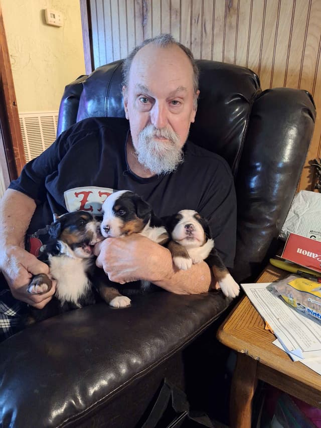 Bernese Mountain Dog Puppies media 2