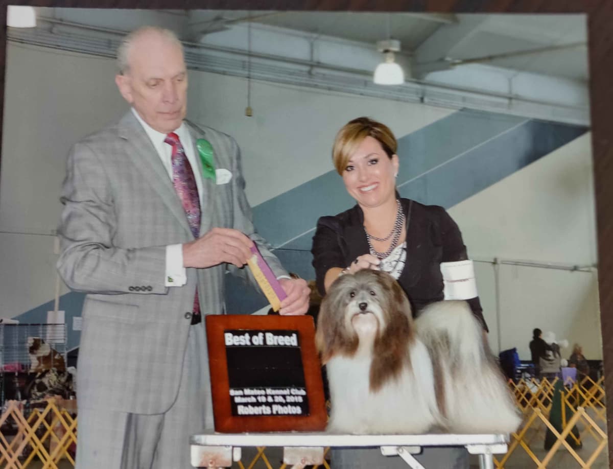 Karma Havanese breeder image 4