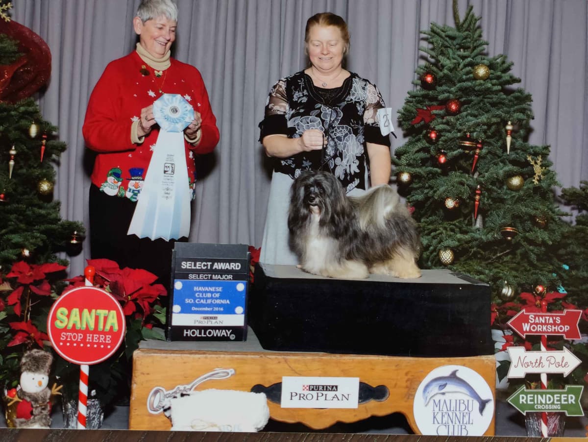 Karma Havanese breeder image 5
