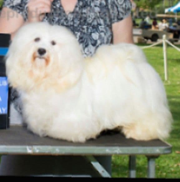 Karma Havanese breeder image 7