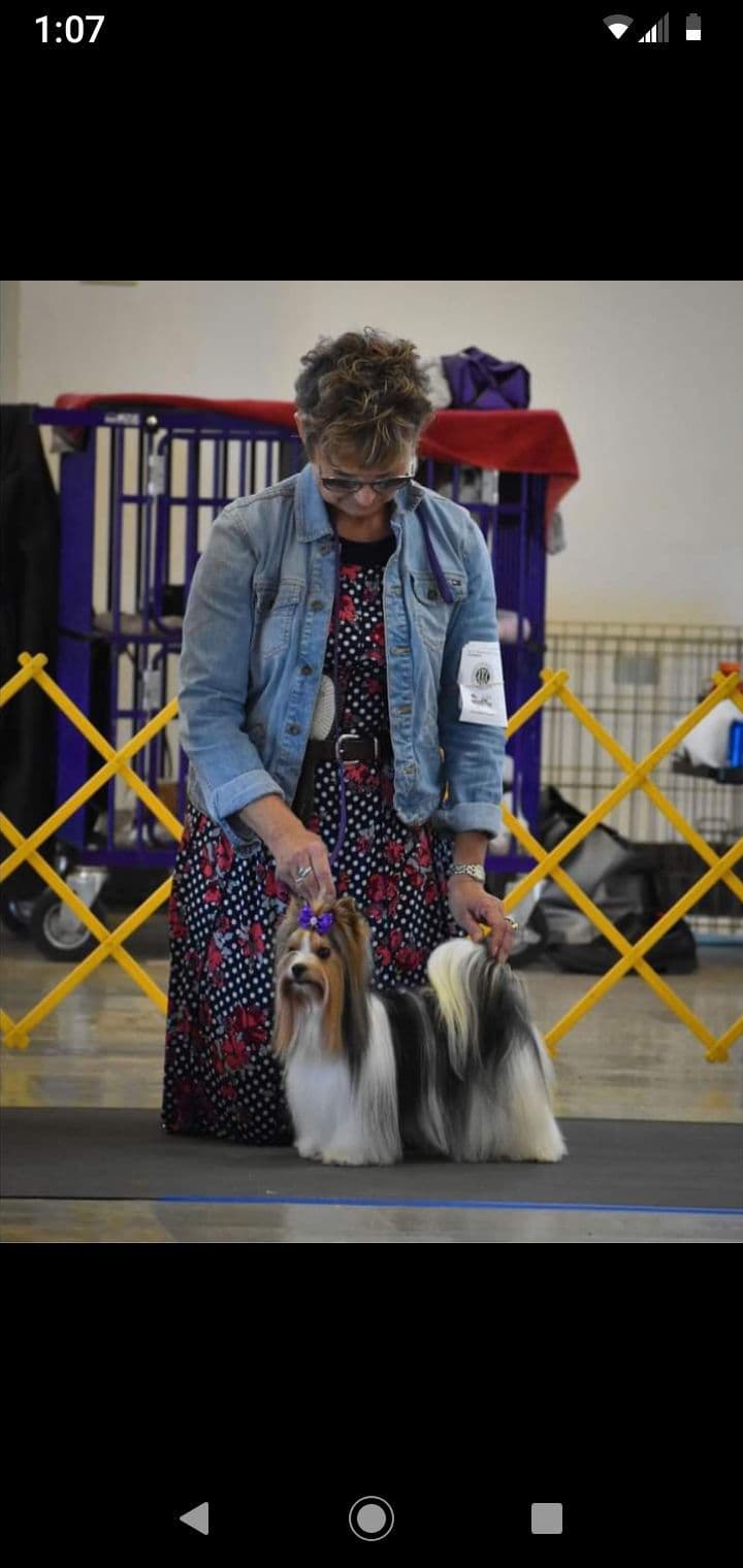 Karma Havanese breeder image 6