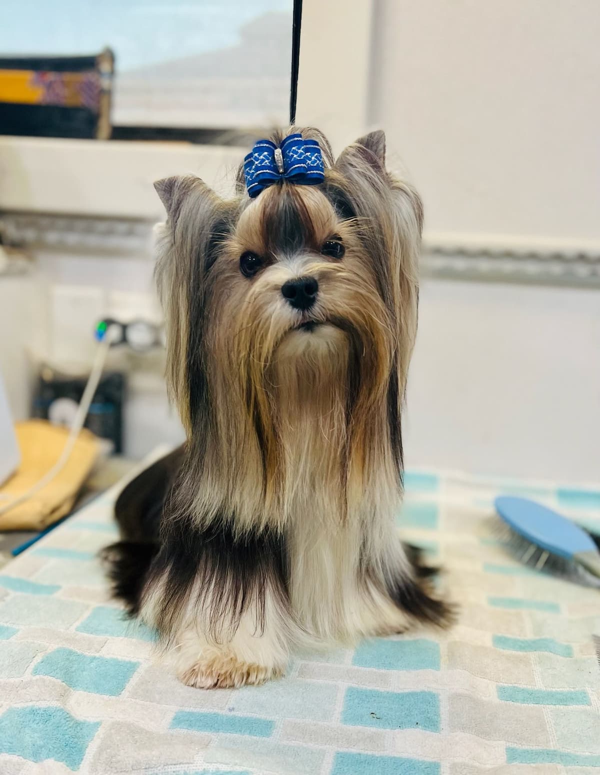 Karma Havanese breeder image 14