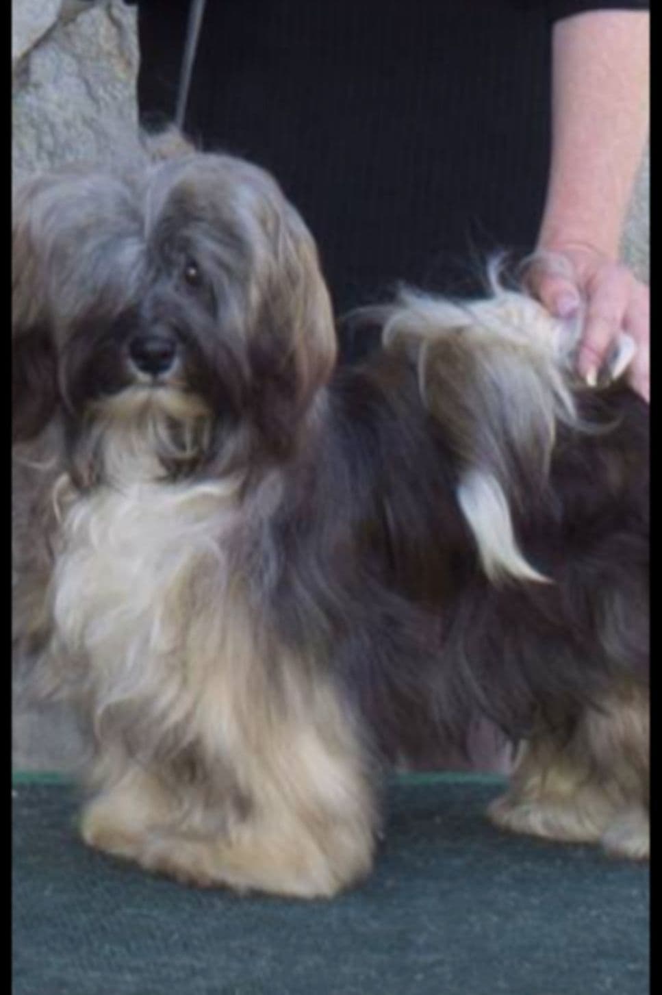 Karma Havanese breeder image 9