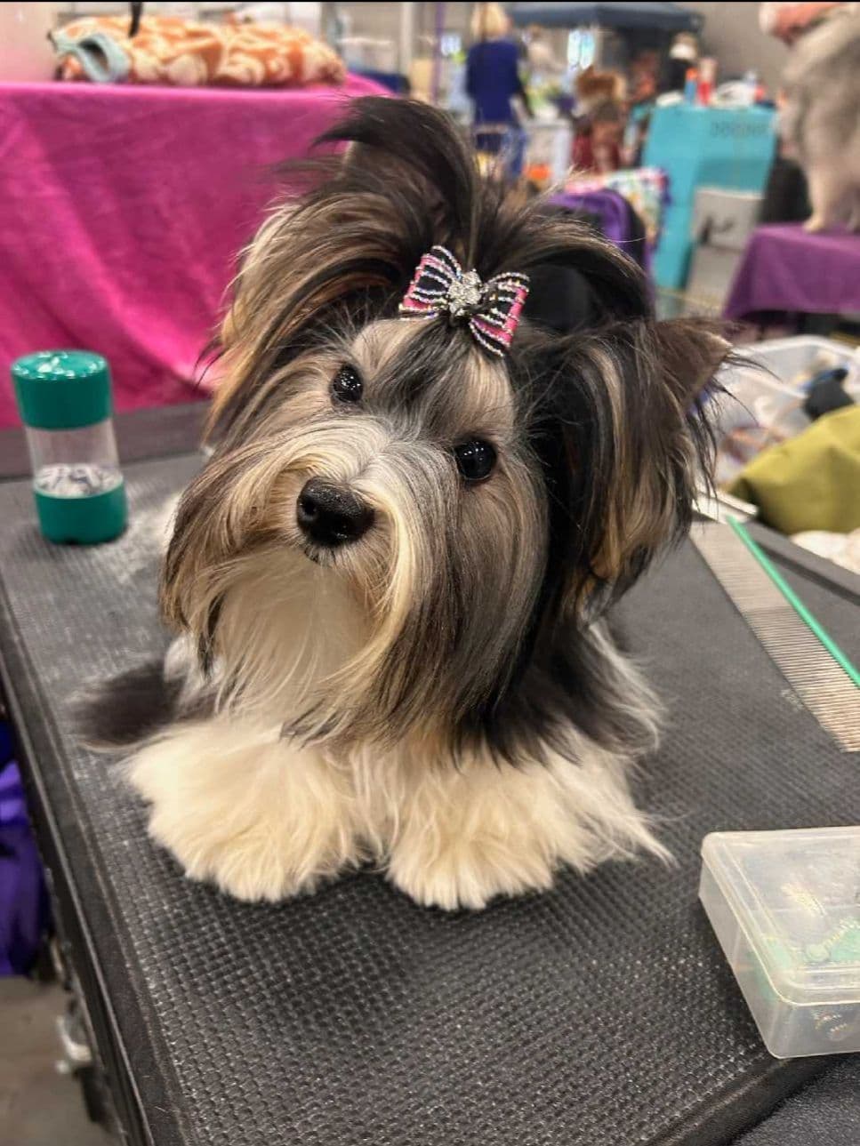 Karma Havanese breeder image 10