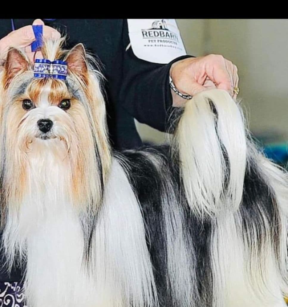 Karma Havanese breeder image 11
