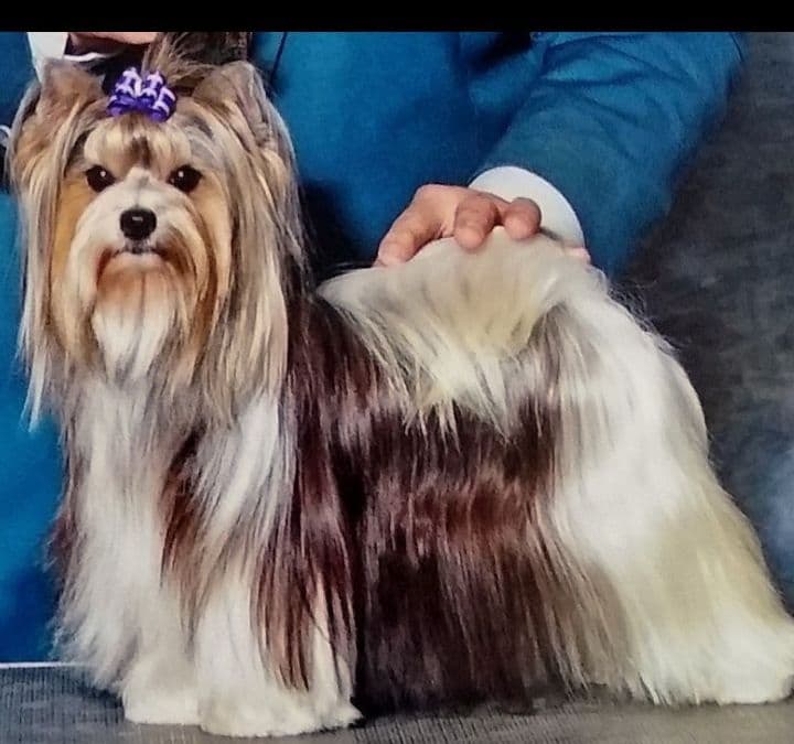 Karma Havanese breeder image 12