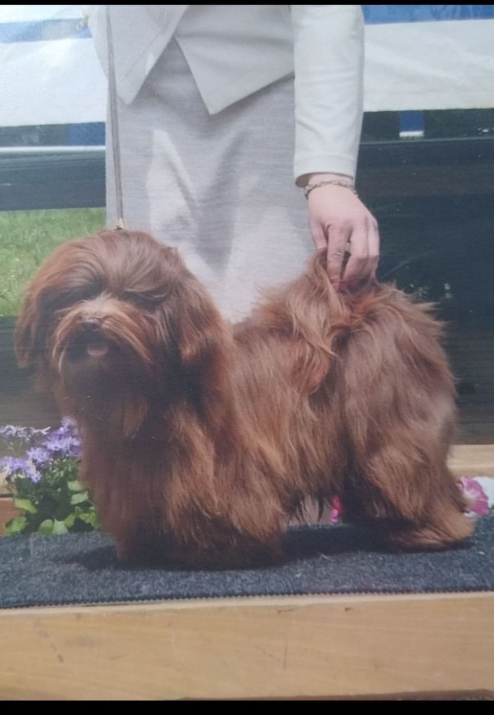 Karma Havanese breeder image 13