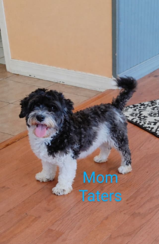 Karma Havanese media 2