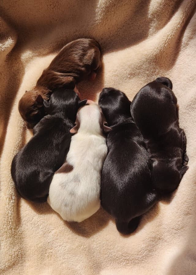 Karma Havanese media 3