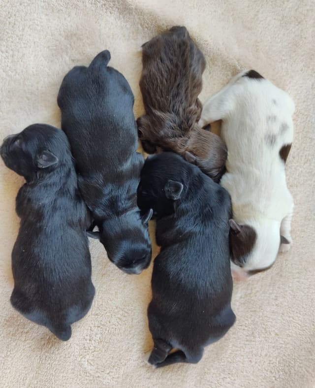 Karma Havanese media 4