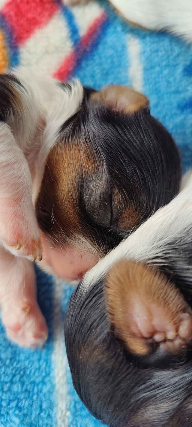 Karma Biewer Terriers media 2