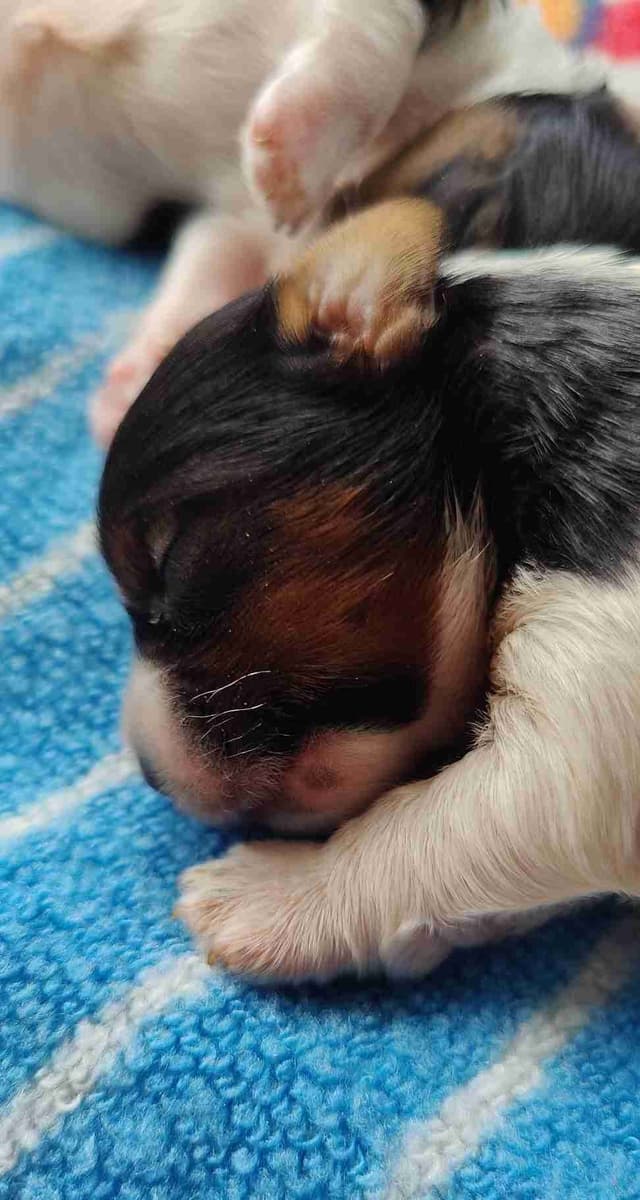 Karma Biewer Terriers media 3