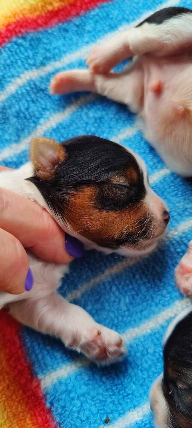 Karma Biewer Terriers media 4