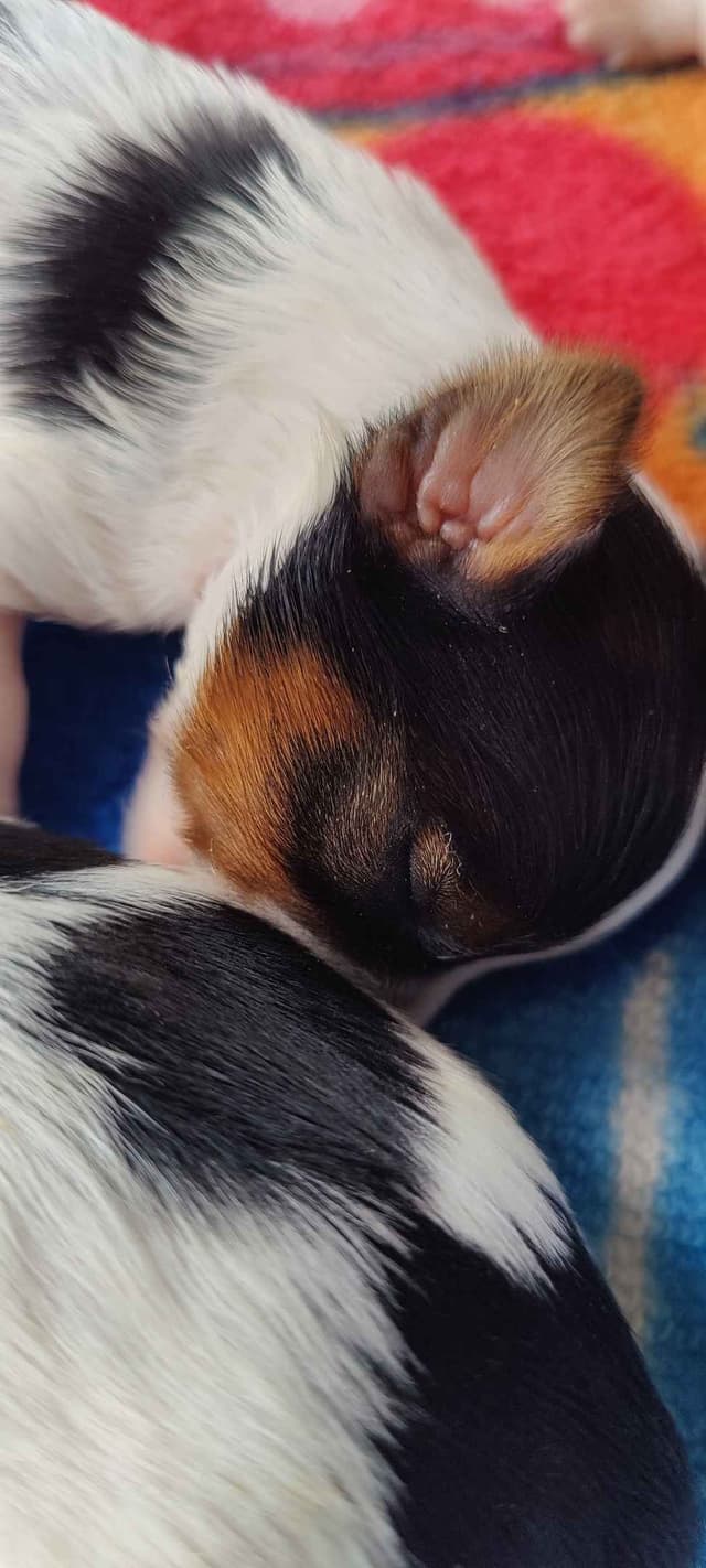 Karma Biewer Terriers media 5