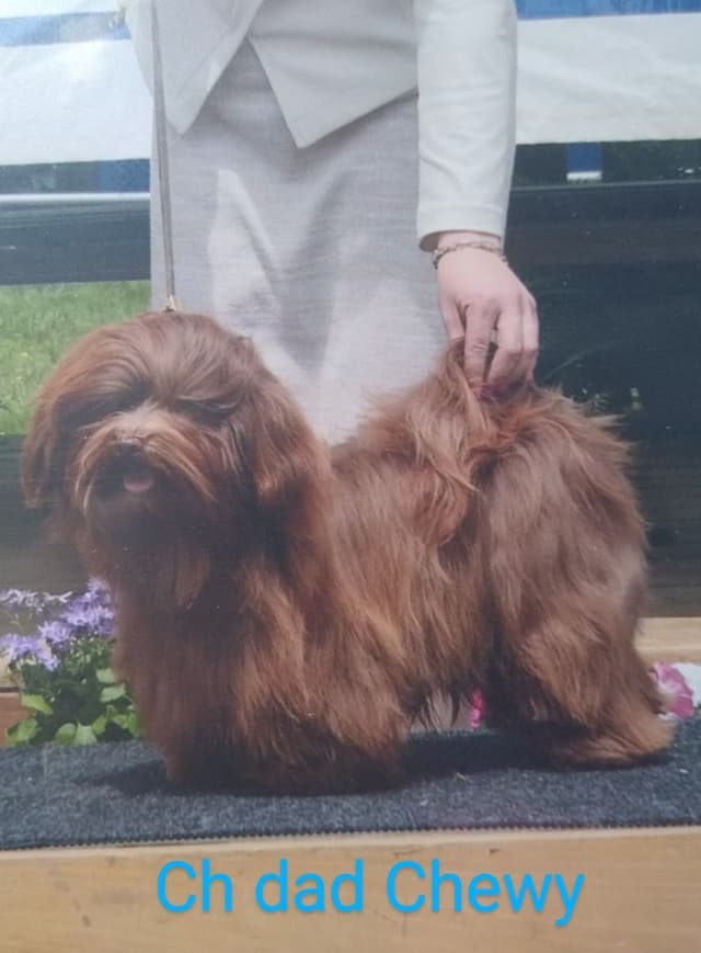 Karma Havanese media 2