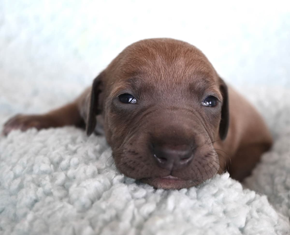 Italian Greyhound Puppies breeder image 1