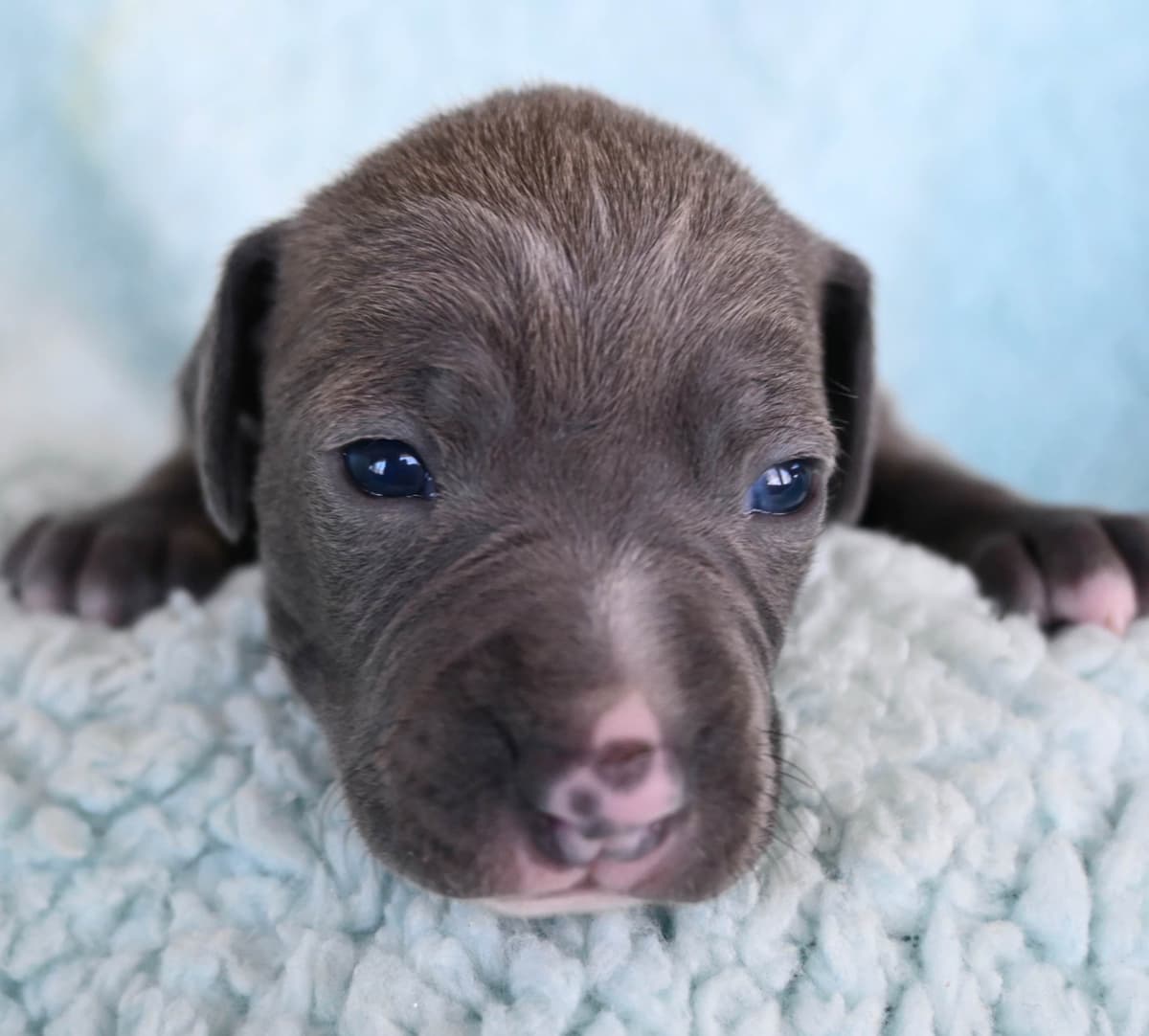 Italian Greyhound Puppies breeder image 2