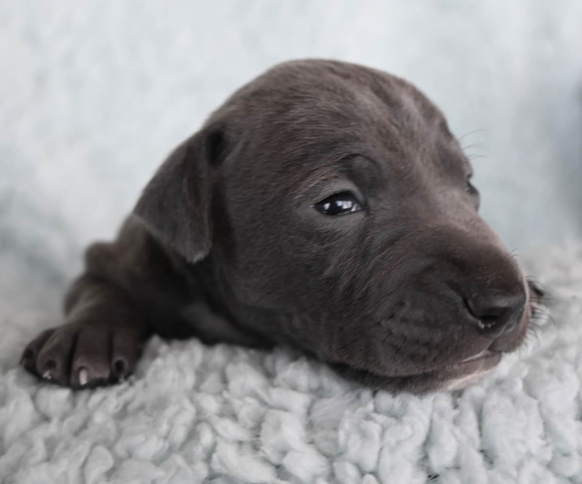 Italian Greyhound Puppies breeder image 3