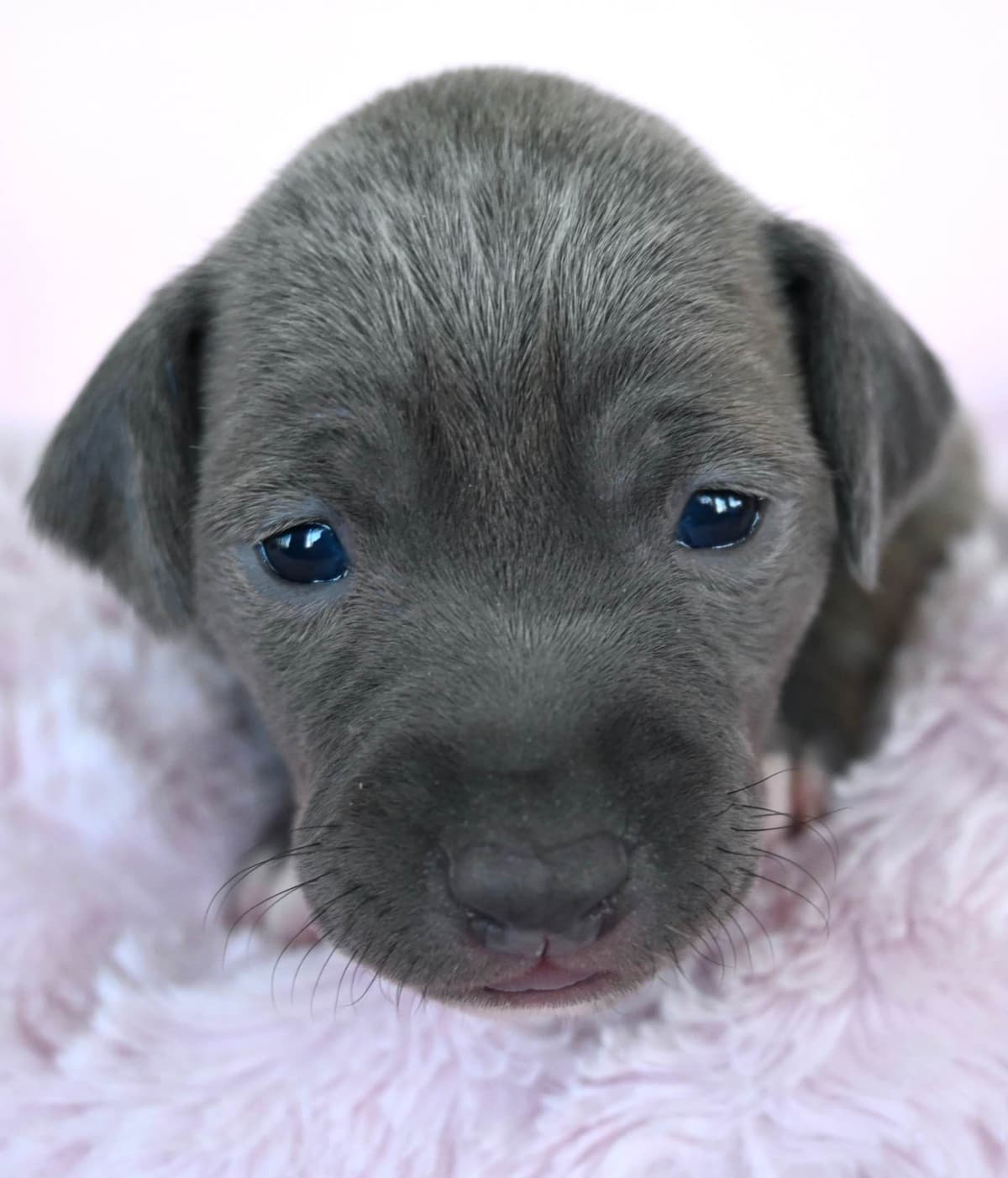 Italian Greyhound Puppies breeder image 4