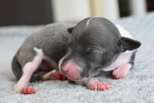 Italian Greyhound Puppies media 2