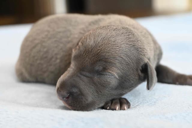 Italian Greyhound Puppies media 4